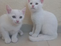 2 Aylık British Bebeklerimiz Sahiplendirilecektir