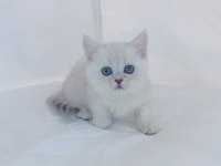 British Shorthair Kedisi Yavruları