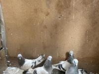 Takım Takım Mardin Güvercin