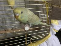 3-6 Aylık Arası Muhabbet Kuşu Bebişler