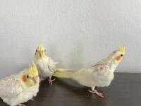 Yavru Sultan Papağanı 2 Aylık