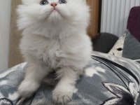 Babasının Oğlu Safkan British Longhair