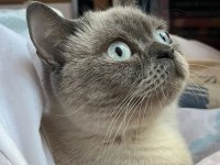 Ücretsiz Sahiplendireceğim Çok Uslu Ve Sakin Bir Kedidir