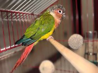 3 aylık evcil konur papağanı