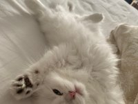 Kusursuz British Longhair 3 Aylık