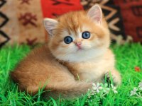 Kraliyet yavrusu golden british shorthair yavrumuz