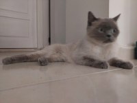 British Shorthair Kızımıza Güvenilir Ve Ömürlük Aile Arıyoruz