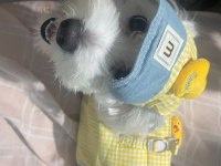 Ücretsiz 1.5 Yaşında Erkek Maltese