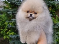 Pomeranian Boo Köpekleri