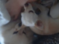 Köpeğimiz Kısır Degil