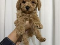 Toy Poodle Köpeği