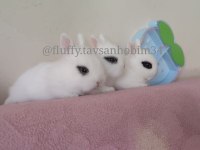 Sürme Göz - Cüce Tavşan Hotot