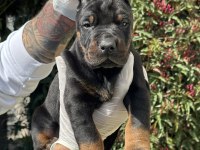 Şeceresiz black tan 30 günlük özel doberman yavrusu