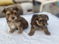 Mini Boy Morkie Prensler