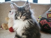 Aşıları Tamamlanmış Tüm Belgeleri İle Teslim Edilecek Safkan Maine Coon