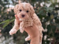 Yavru Maltipoo Köpeği
