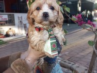 Muhteşem Küçük Irk Maltipoo Köpekler