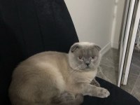 Scottish Fold Blue Point 1.5 Yaşında Erkek