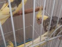 Eşli çift sultan papağanı