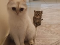 British Shorthair Kardeşler Yuva Arıyor