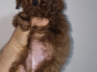 Toy Poodle Red Brown