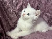 British Güzel Bebek