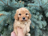 Muhteşem renk maltipoo bebekler