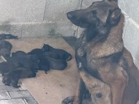 Teslime Hazır Belçika Kurdu (Malinois) Yavruları