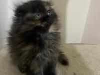 Exotic Ve Scottish Kediler