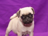 Irk Garantili Pug Yavruları