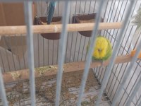 Şov Jumbo Muhabbet Kuşları