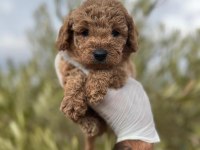 Sağlıklı poodle cinsi yavrular