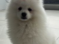 Ayı Surat Pomeranian Boo