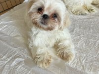 Full Beyaz Shih Tzu