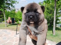 Safkan Amerikan Akitalar Yavrularımız