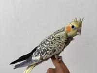 Sultan papağanımız sahiplendirilecektir