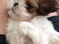 Irk garantili sevimli shih tzu yavrular