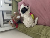 Alerjim sebebiyle minik bebek köpeğimiz yuva arıyor acil