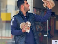 Maltipoo yavru ırk ve sağlık garanti
