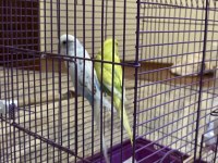 Çift Dişi Ve Erkek Muhabbet Kuşumuz