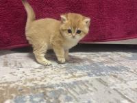 Saf Kan 2 Erkek Kardeş Golden British Kedimiz