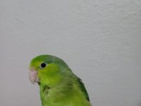 Forpus Akıllı Papağanım