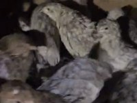 Karışık Bıldırcın Ve Kafes