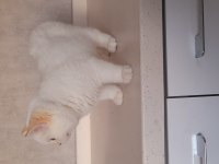 Ny1233 Erkek 3 Aylık Aşılar Ve Kum Parazit Tamam Kediler