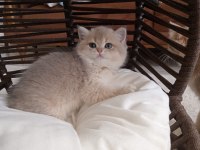 British shorthair kız kardeşler