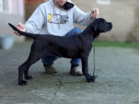 Şecereli Full Aşılı Cane Corso Yavruları