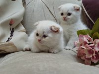 Güzel scottish fold bebeklerim