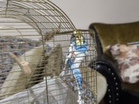 10 Aylık Muhabbet Kuşu Kafesi İle Birlikte Verilecektir