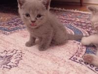 British Shorthair Blue Point