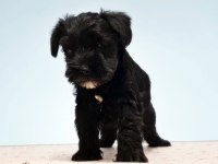 Siyah schnauzer yavru